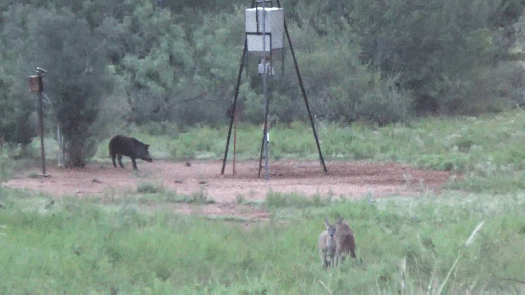 Couple of bangflops from this weekend Texas Hunting Forum